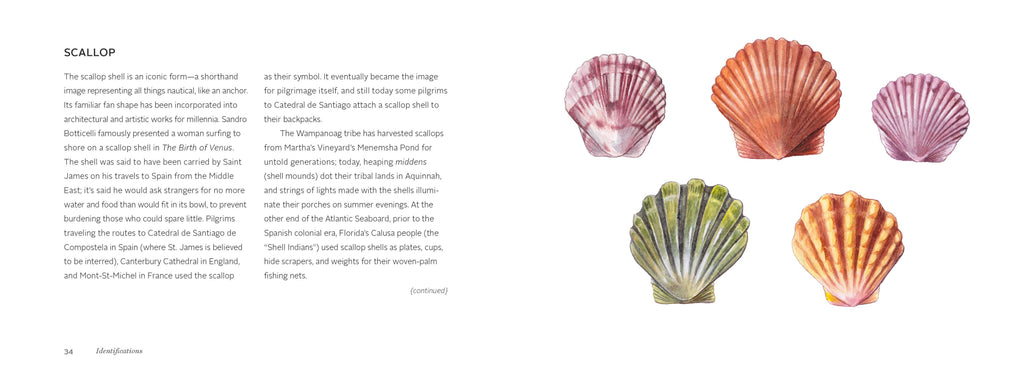 The Beachcomber's Companion
